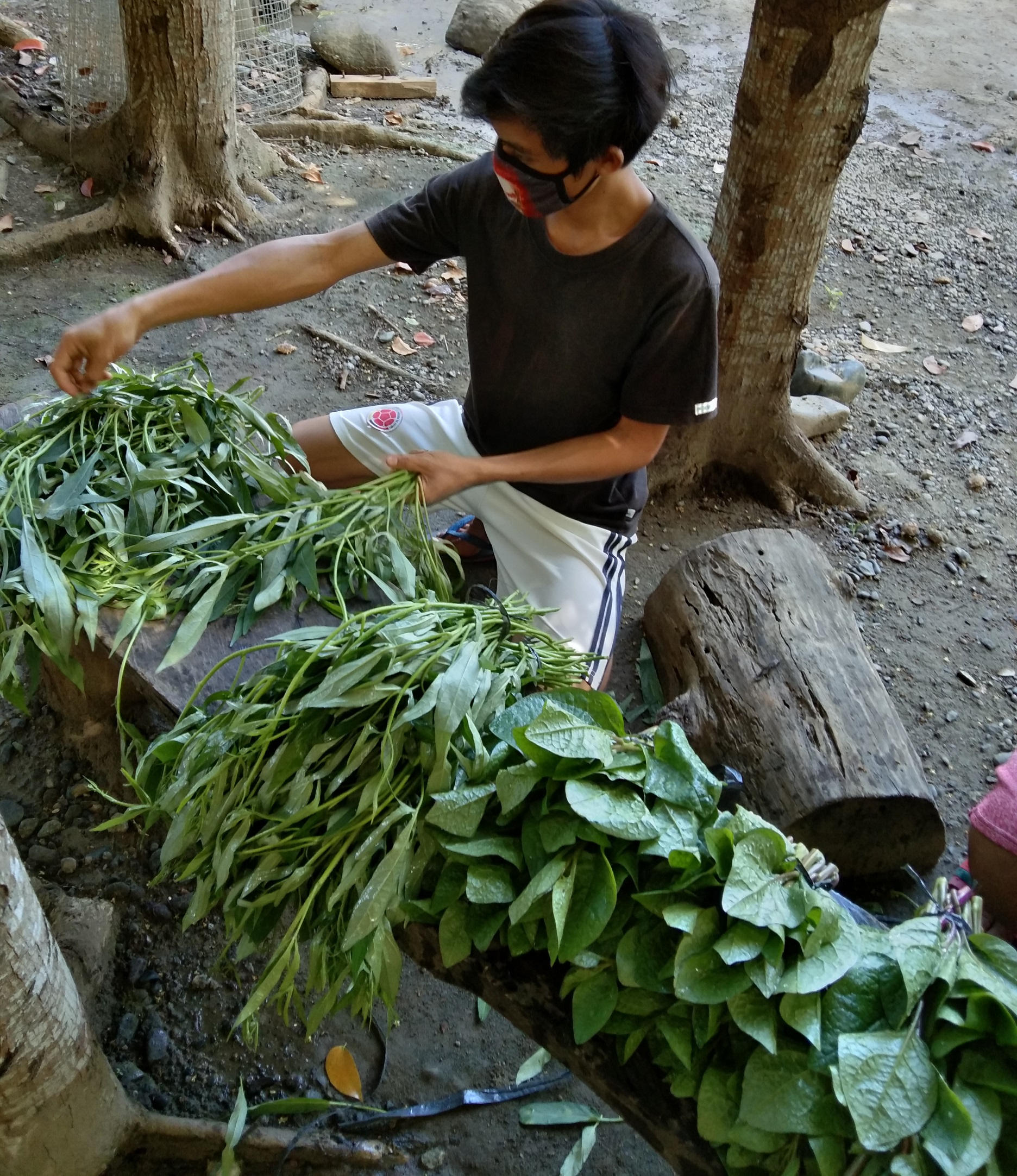 Agriculture Students Harvest and Sell Fresh Vegetables from Mini-Organic Farm